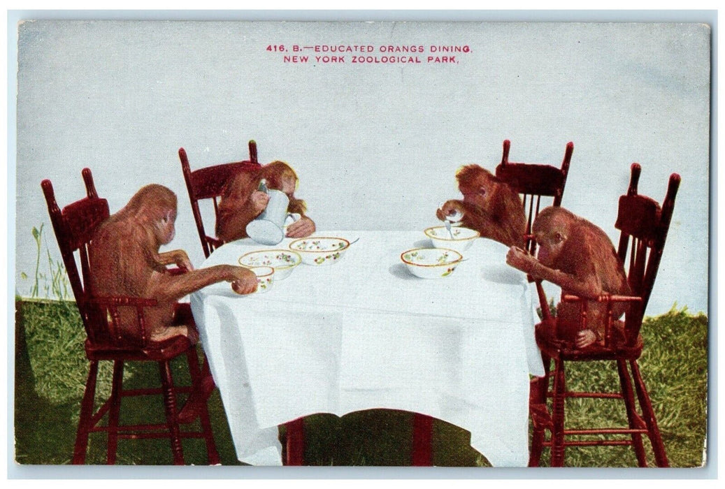 c1910's Educated Orange Dining New York Zoological Park NY, Monkeys Postcard