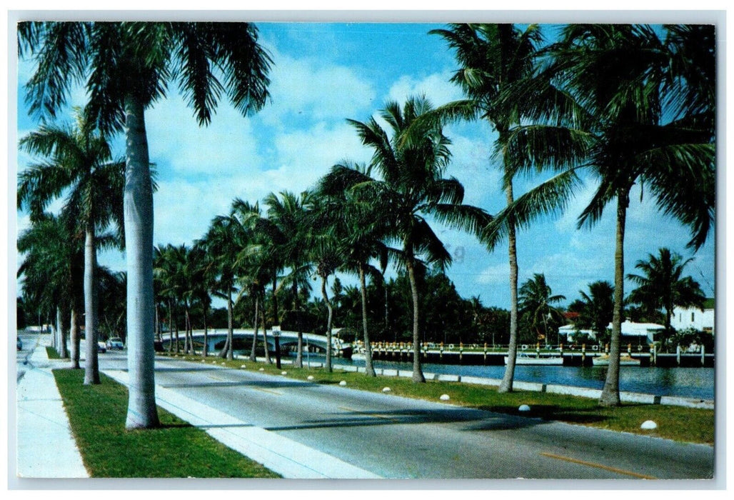1960 Las Olas Boulevard Pine Trees Street Road Fort Lauderdale Florida Postcard