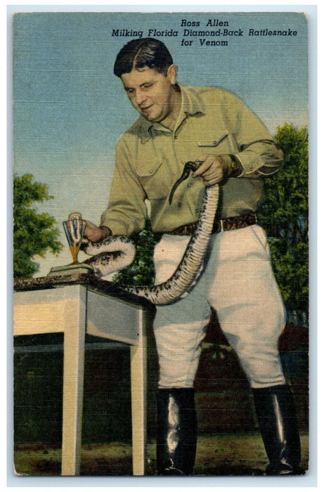 c1940 Ross Allen Milking Florida Diamond-Back Rattlesnake Venom Florida Postcard