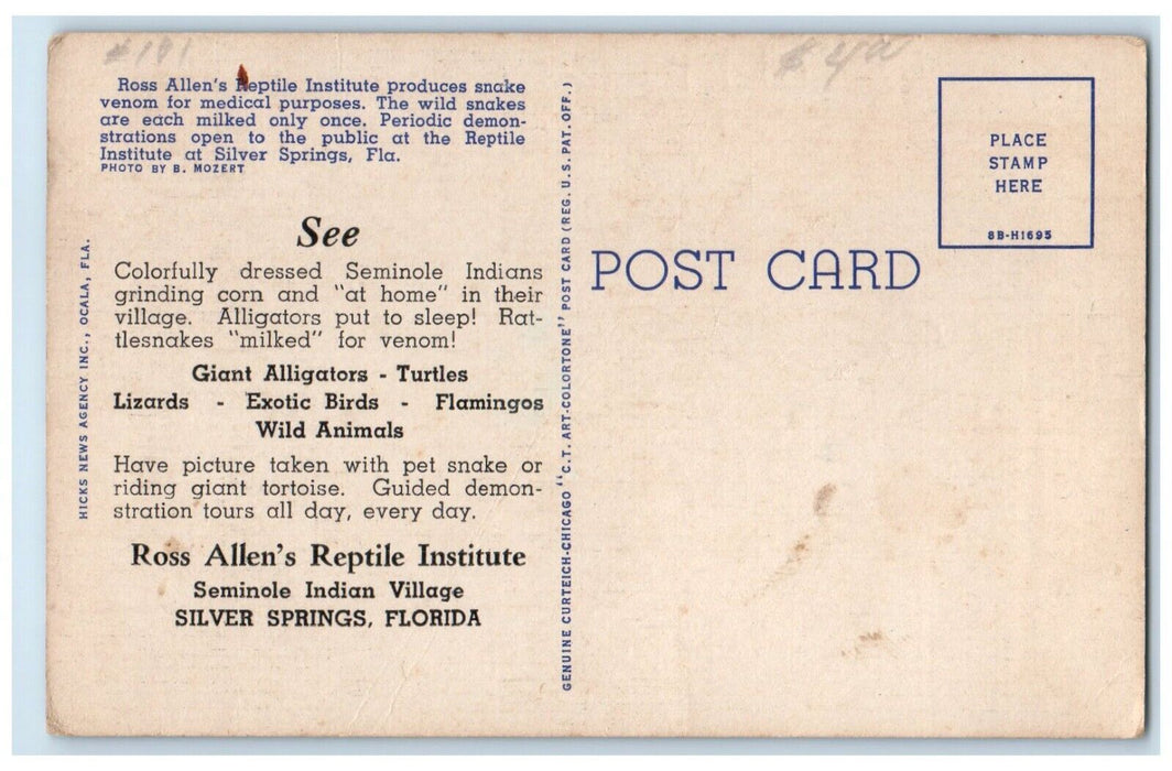 c1940 Ross Allen Milking Florida Diamond-Back Rattlesnake Venom Florida Postcard