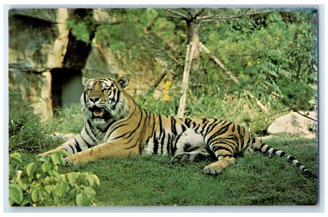 c1960 Siberian Tiger Big Cat Country Forest Park St Louis Zoo Missouri Postcard