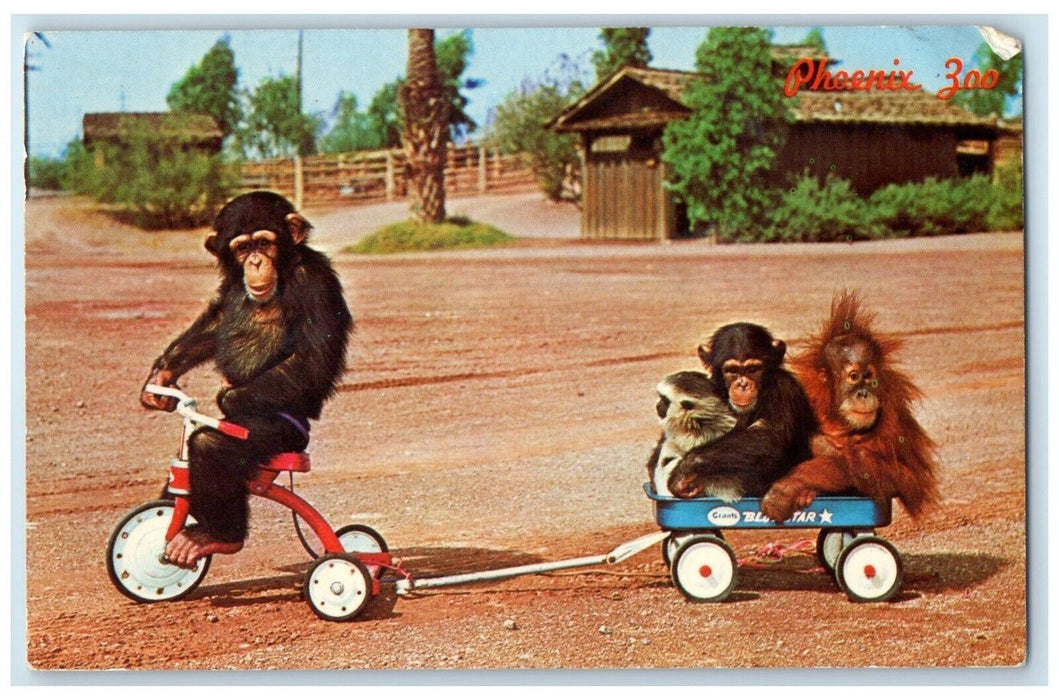 1970 Monkey Business Chimpanzee Phoenix Zoo Papago Park Phoenix Arizona Postcard