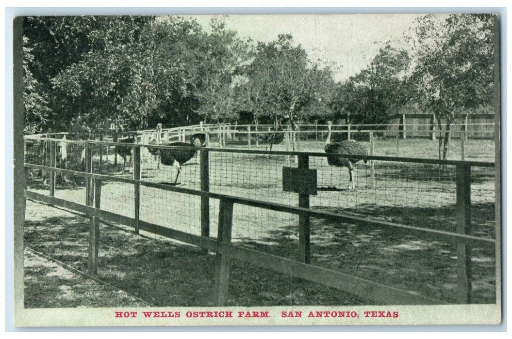 c1910 Hot Wells Ostrich Farm San Antonio Texas Unposted Vintage Antique Postcard