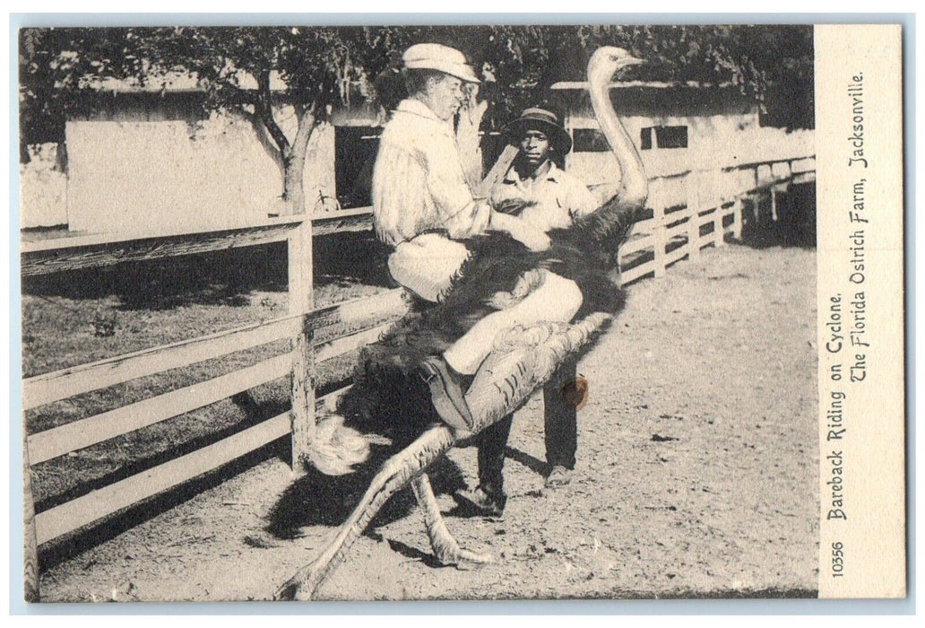 c1905 Bareback Riding Cyclone Florida Ostrich Farm Jacksonville Florida Postcard