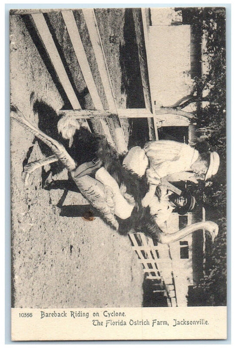 c1905 Bareback Riding Cyclone Florida Ostrich Farm Jacksonville Florida Postcard