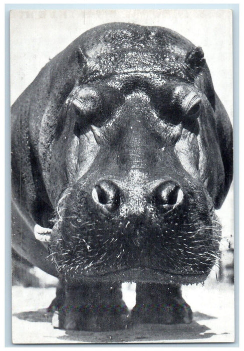 c1940 Ringling Bros Barnum Bailey Circus Hippopotamus New York Souvenir Postcard