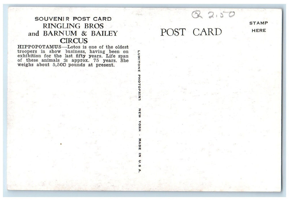c1940 Ringling Bros Barnum Bailey Circus Hippopotamus New York Souvenir Postcard