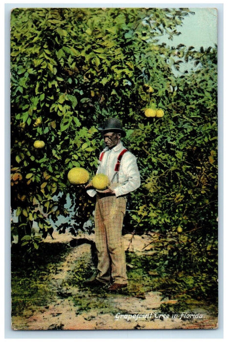 1911 Scenic View Man Picking Grapefruit Tree Florida FL Artistic Series Postcard