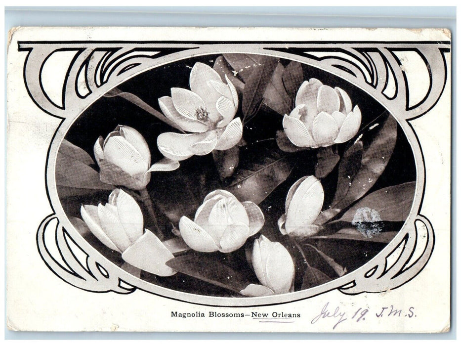 c1905 Magnolia Blossoms New Orleans Louisiana LA Wheeling West Virginia Postcard