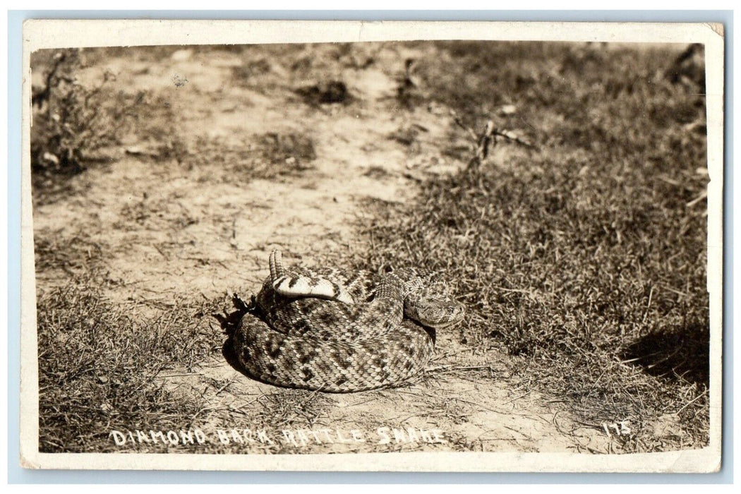 1910 Diamond Back Rattle Snake Weslaco Texas TX RPPC Photo Antique Postcard