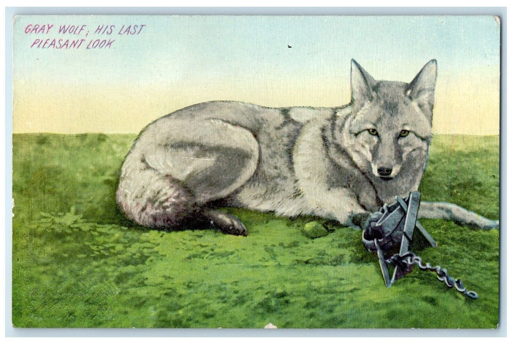 c1910's Gray Wolf His Last Pleasant Look Chain Animals Unposted Antique Postcard
