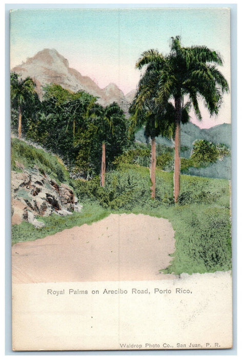 c1905 Royal Palms on Arecibo Road Puerto Rico Antique Unposted Postcard