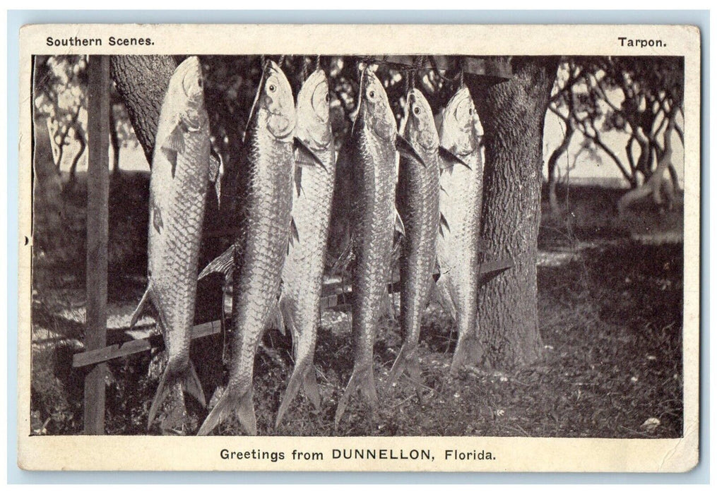 c1930's Greetings From Dunnelon Florida FL, Southern Scenes Tarpon Postcard