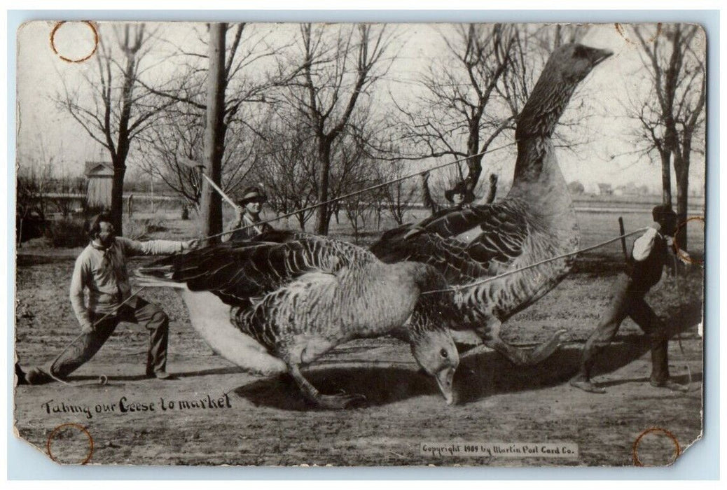 c1909 W.H. Martin Exaggerated Taking Geese To Market RPPC Photo Postcard