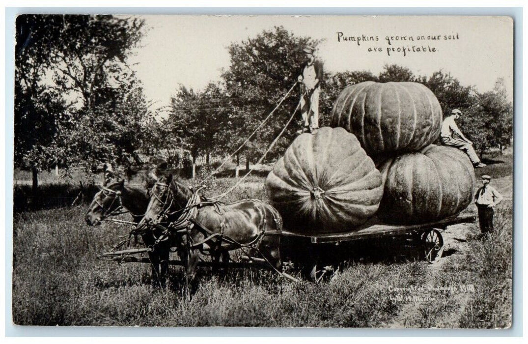 c1908 W.H. Martin Exaggerated Pumpkins Horse Wagon Cart RPPC Photo Postcard