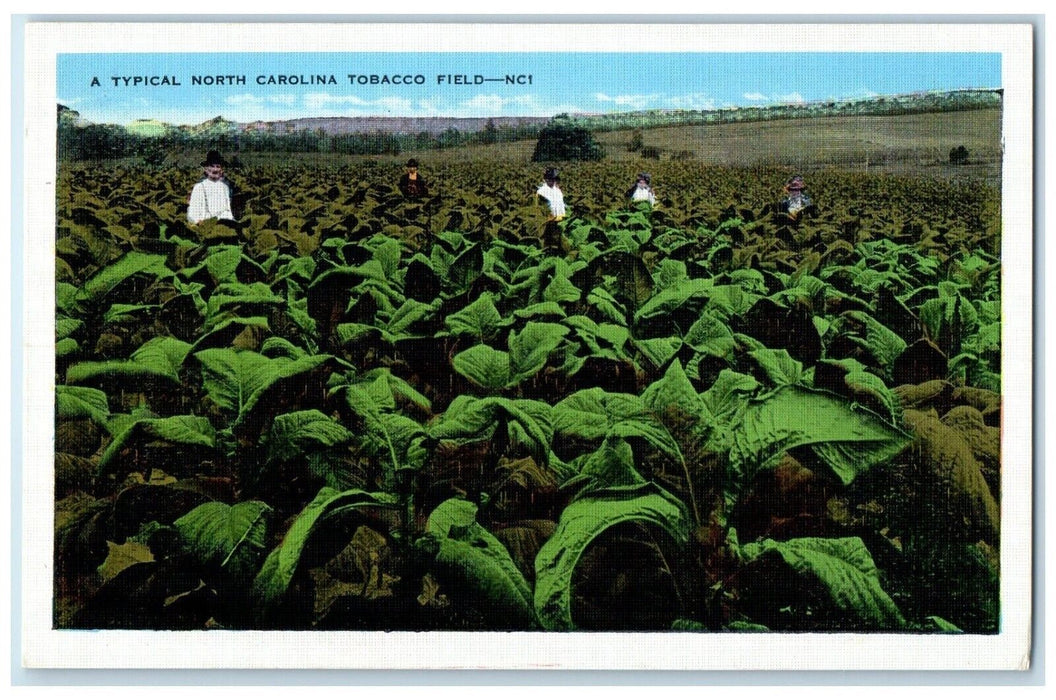 c1940 Typical North Carolina Tobacco Field Farmer Worker North Carolina Postcard