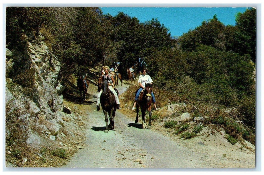 c1960 Mount Wilson Resort Trail Horse Riding Mount Wilson California CA Postcard