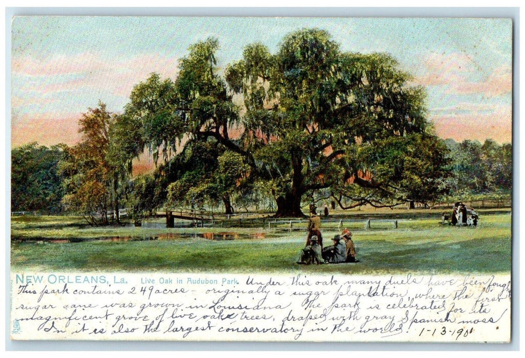 c1905 Live Oak In Audubon Park New Orleans Louisiana LA Tuck's Antique Postcard