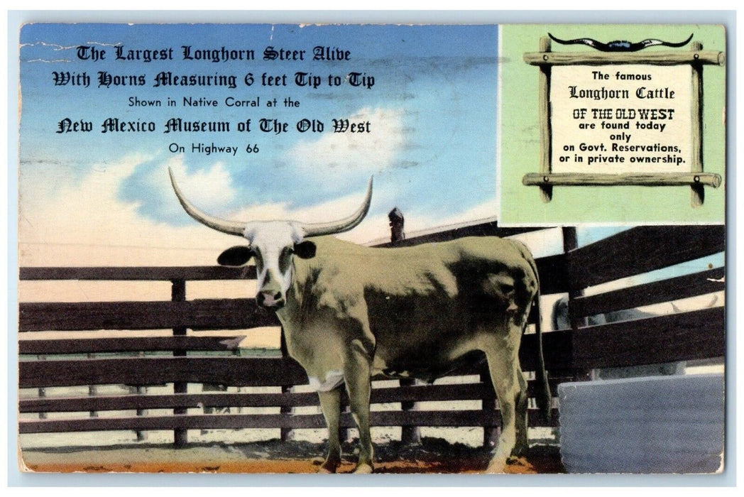 1956 Longhorn Cattle Steer Alibe Shown Native Corral New Mexico Museum Postcard