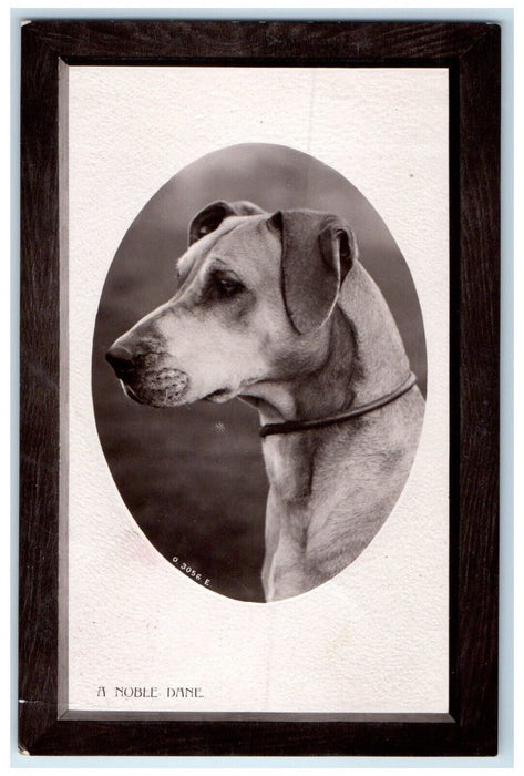 1909 Dog A Noble Dane Studio Embossed RPPC Photo Posted Antique Postcard