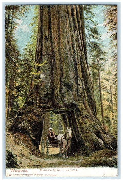 1905 Mariposa Grove Wawona Riding Horse Carriage California CA Unposted Postcard