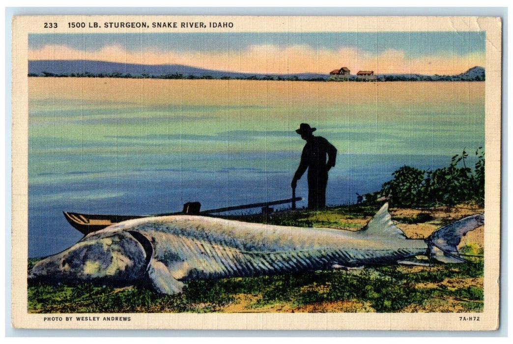 1939 Fishermen 1500 LB Sturgeon Fish Snake River Weiser Idaho ID Posted Postcard