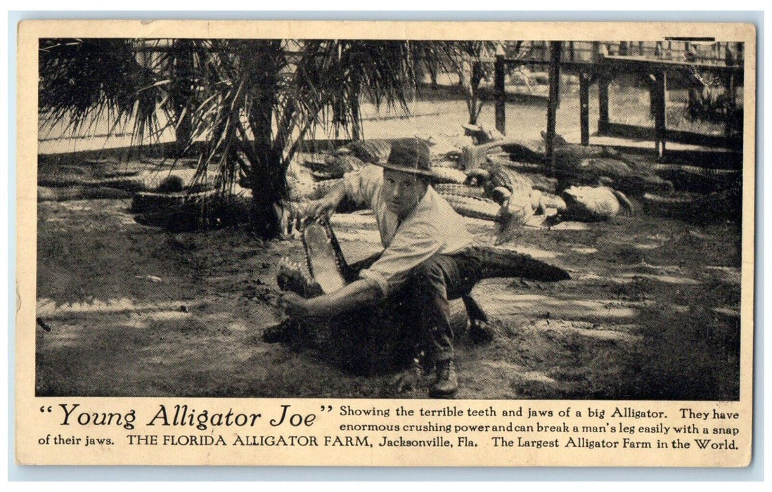 c1910's Young Alligator Joe Florida Alligator Farm Jacksonville FL Postcard