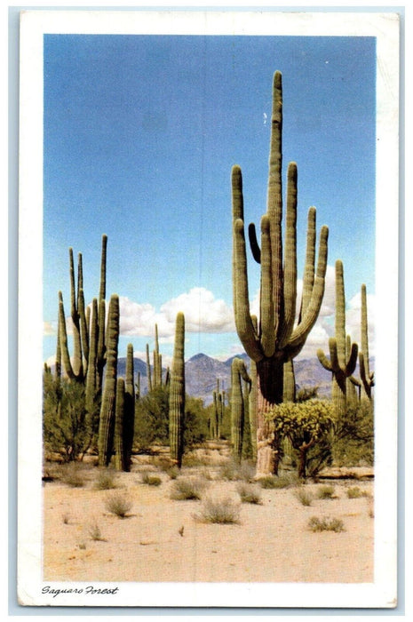 1948 Saguaro Forest Giant Cactus Sands National Monument Tucson Arizona Postcard