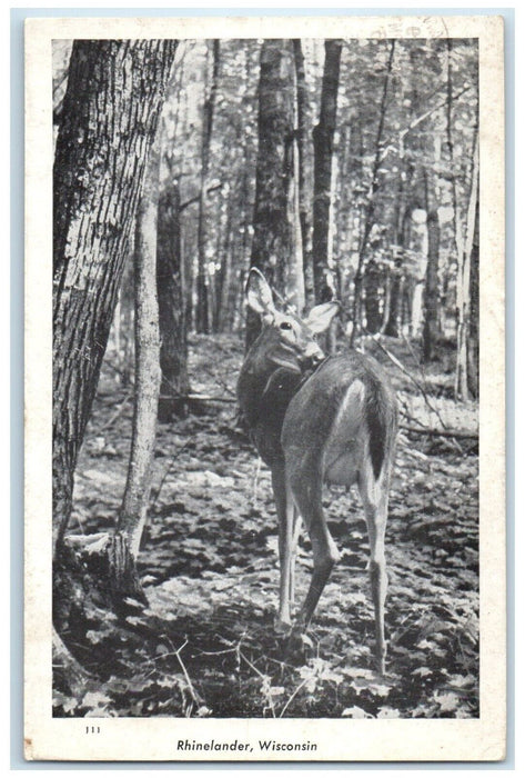 1946 Deer Forest Animal Rhinelander Wisconsin WI Vintage Antique Posted Postcard