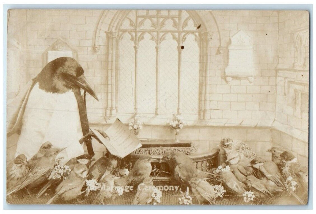 1909 Raven Bird Surreal Fantasy Marriage Taxidermy Art RPPC Photo Still Life