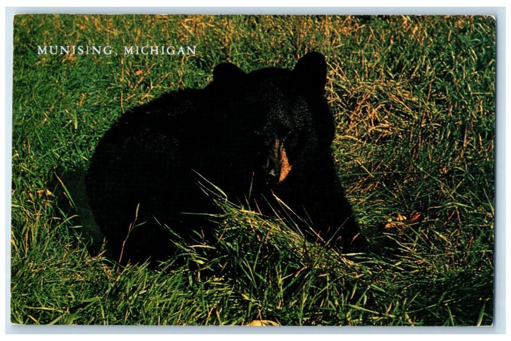 1962 Michigan Bear Cub Animal Grass Munising Michigan Vintage Antique Postcard