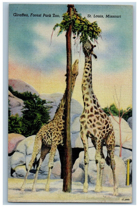 c1940 Eating Giraffes Forest Park Zoo Animals Winter St Louis Missouri Postcard