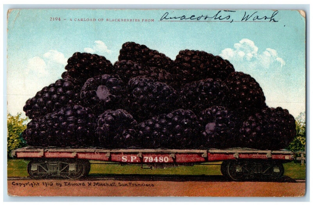 c1910 Exaggerated Carload Blackberries Anacortes Washington WA Vintage Postcard