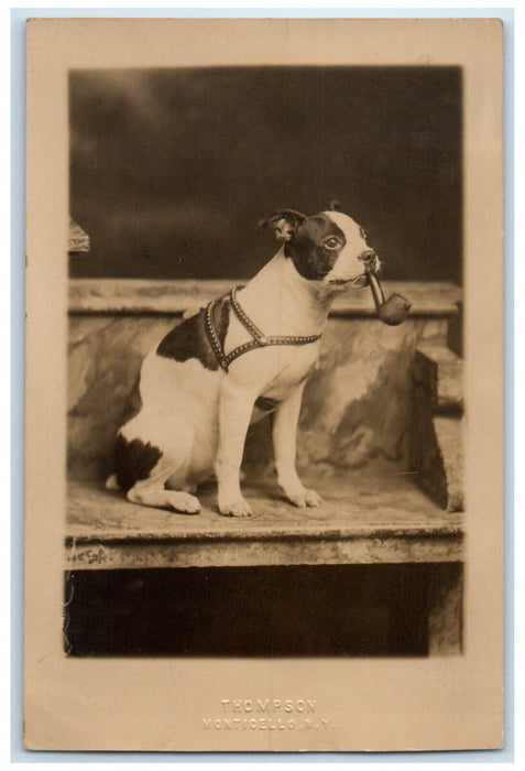 c1910's Terrier Dog Smoking Pipe Monticello New York NY RPPC Photo Postcard