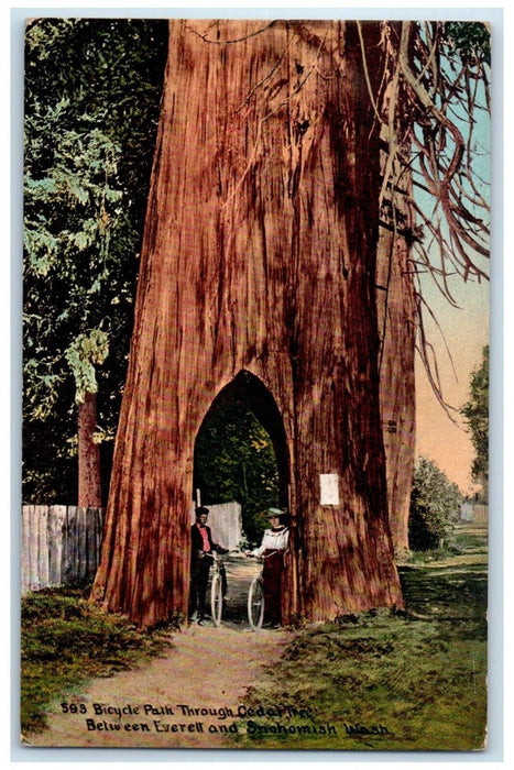 c1910 Bicycle Park Through Cedar Tree Everett Snohomish Washington WA Postcard