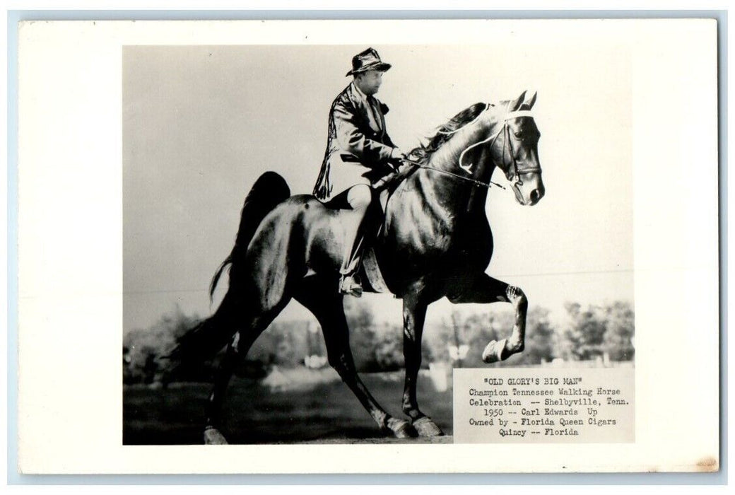 c1950's Old Glory's Big Man Walking Horse Shelbyville TN RPPC Photo Postcard
