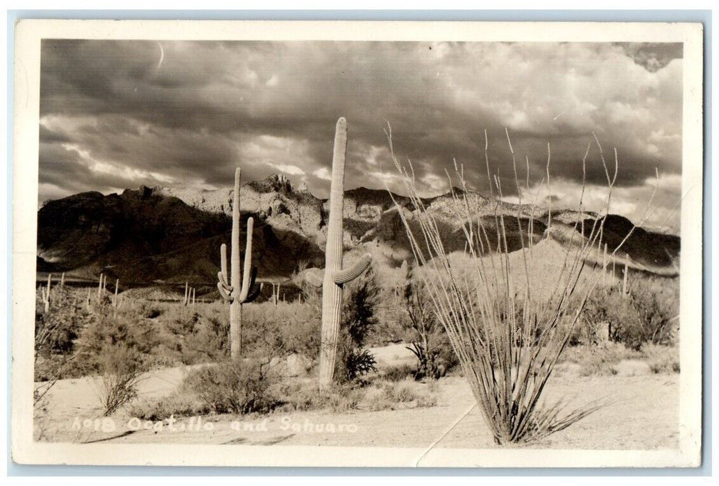 c1930's North View Cacti Santa Catalina Mountains Nevada NV RPPC Photo Postcard