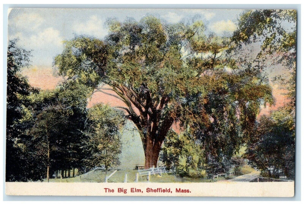 c1910's The Big Elm Trees Sheffield Massachusetts MA Unposted Antique Postcard