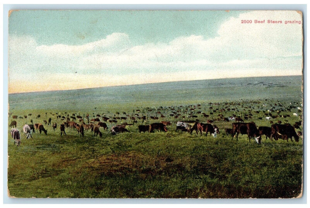 1909 2500 Beef Steers Gazing Animals Maler Montana MT Vintage Antique Postcard