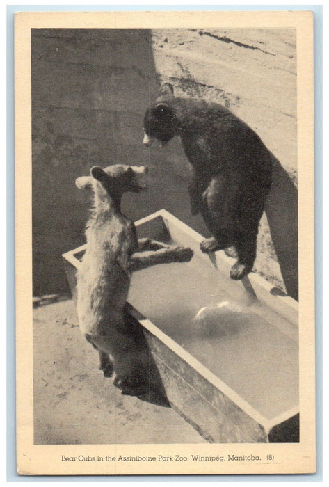 c1940's Bear Cubs in the Assiniboine Park Zoo Winnipeg Manitoba Canada Postcard