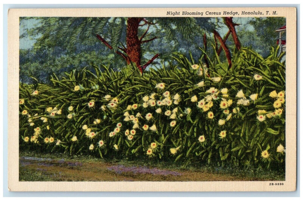 c1940 Night Blooming Cereus Hedge Honolulu Territory Hawaii TH Unposted Postcard
