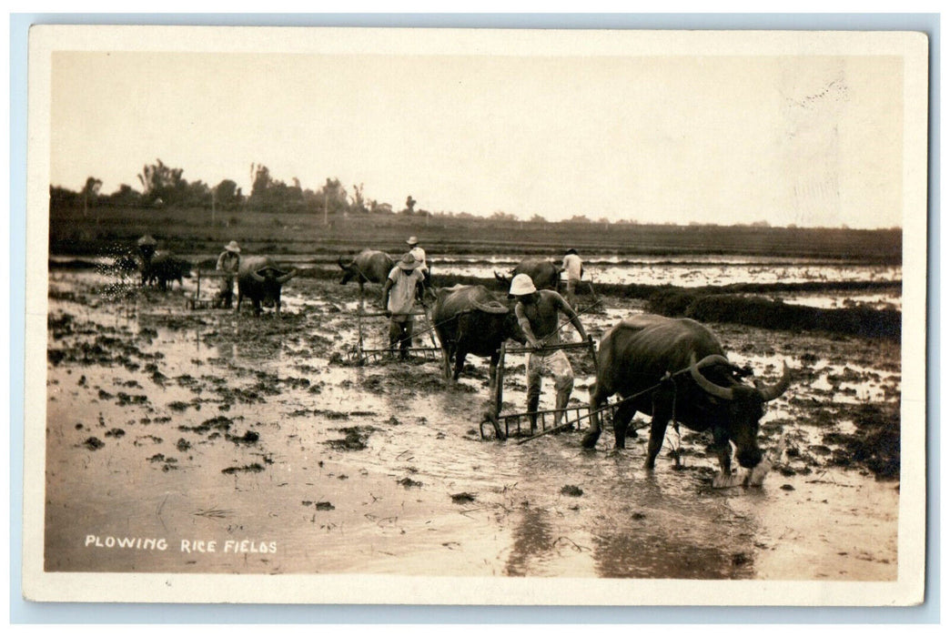 c1920 Buffalo Rice Field Farming Philippines Thailand Orient RPPC Photo Postcard