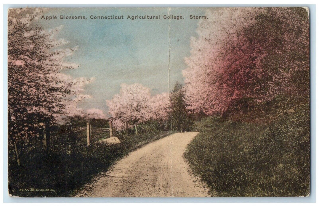 1923 Apple Blossoms Connecticut Agricultural College Storrs Connecticut Postcard