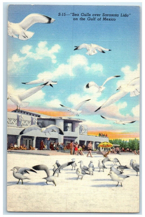 c1940 Sea Gulls Sarasota Lido Gulf Mexico Sarasota Florida FL Unposted Postcard