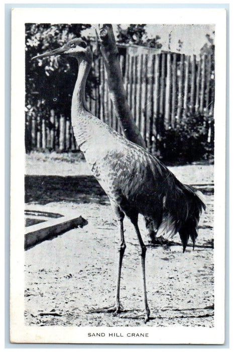 c1940 Sand Hill Crane Everglades Wonder Gardens Bonita Springs Florida Postcard