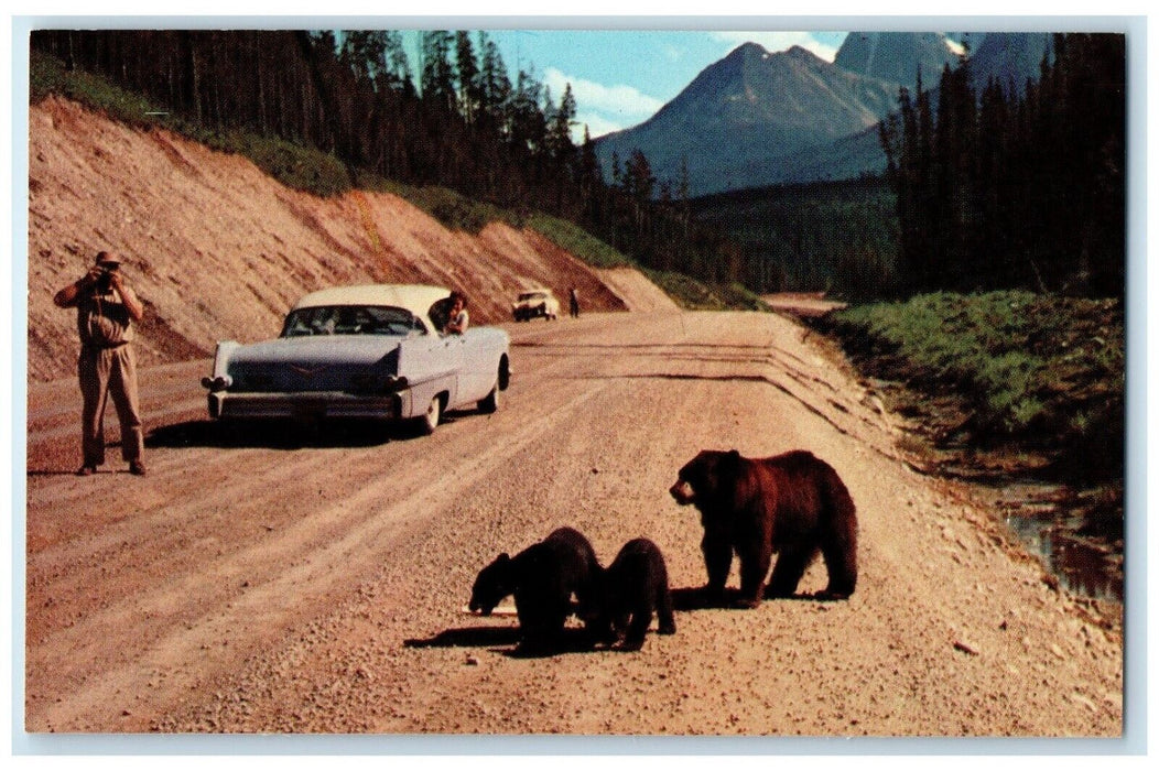 c1960 Mother Bear Cubs Logan Pass Highway Glacier National Park Montana Postcard