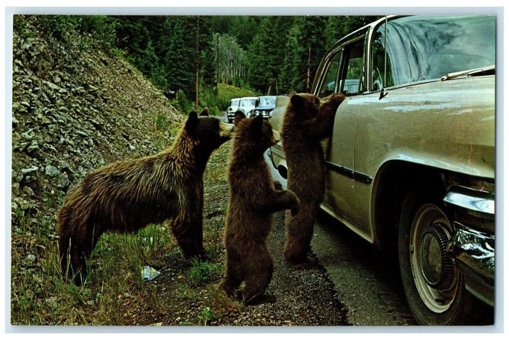 c1960 Mother Bear Cubs American Black Bear Yellowstone National Park WY Postcard
