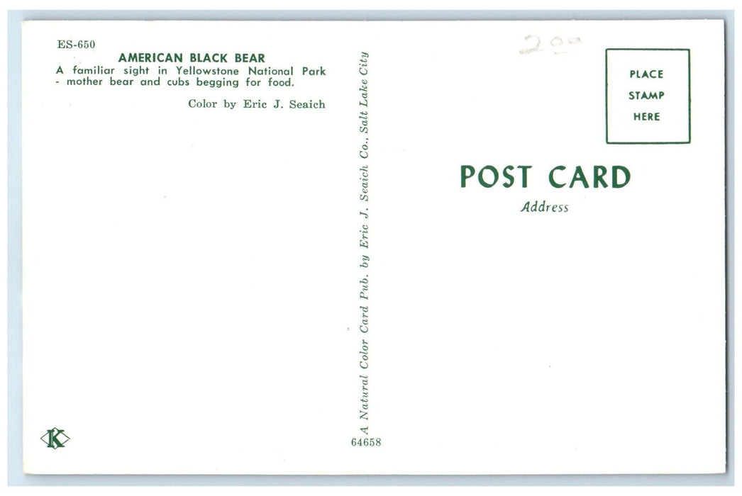 c1960 Mother Bear Cubs American Black Bear Yellowstone National Park WY Postcard