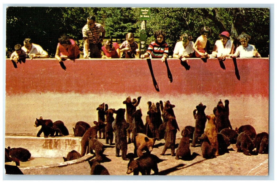 1960 Family Feeding Baby Bears Catskill Game Farm Catskills New York NY Postcard