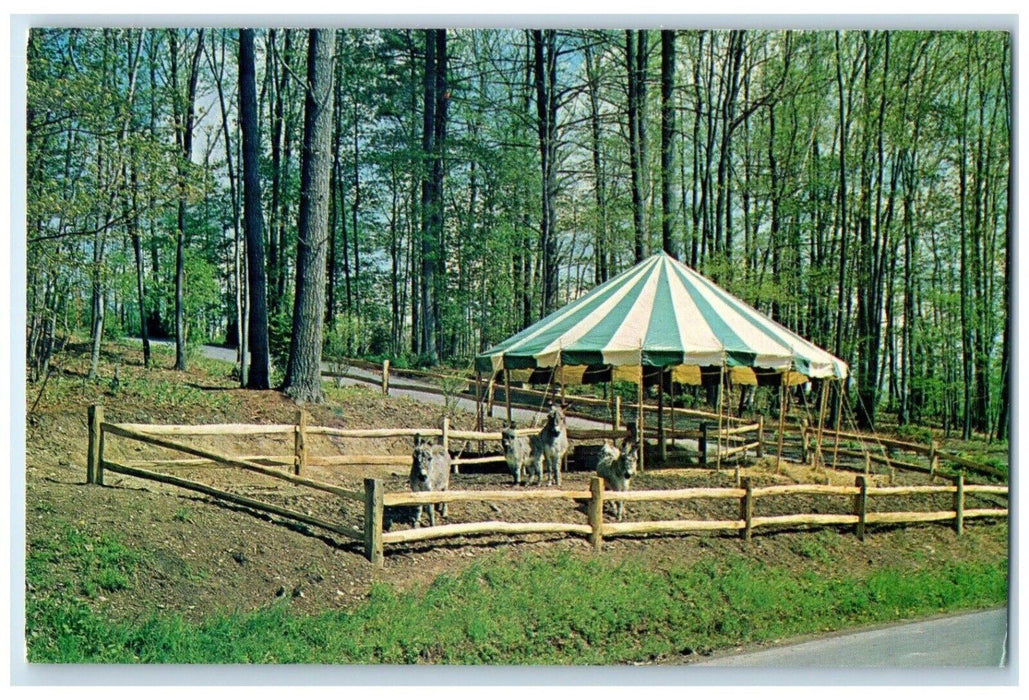 1960 Scenic View Donkeys Forest Woodland Museum Cooperstown New York NY Postcard